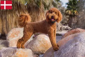 Read more about the article Labradoodle breeders and puppies in Denmark