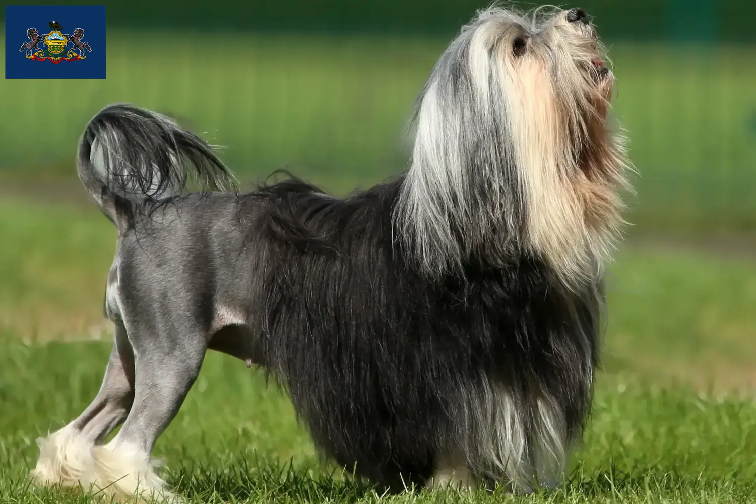 Read more about the article Lion breeders and puppies in Pennsylvania