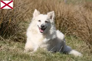 Read more about the article Mudi breeders and puppies in Alabama