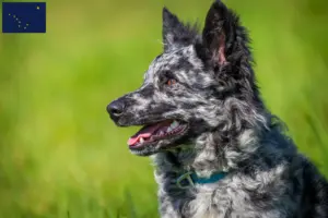 Read more about the article Mudi breeders and puppies in Alaska