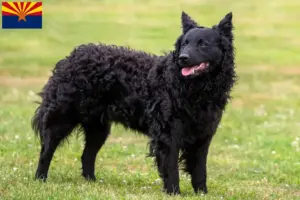 Read more about the article Mudi breeders and puppies in Arizona