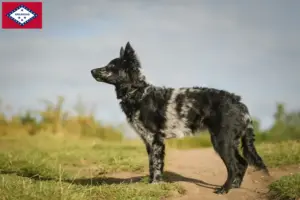 Read more about the article Mudi breeders and puppies in Arkansas