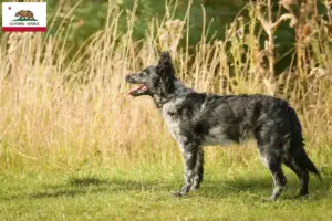 Read more about the article Mudi breeders and puppies in California