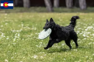 Read more about the article Mudi breeders and puppies in Colorado