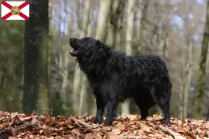 Read more about the article Mudi breeders and puppies in Florida