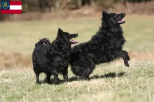 Read more about the article Mudi breeders and puppies in Georgia