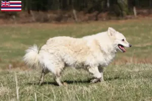 Read more about the article Mudi breeders and puppies in Hawaii