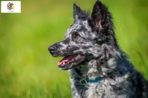 Read more about the article Mudi breeders and puppies in Illinois