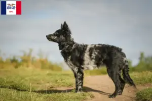 Read more about the article Mudi breeders and puppies in Iowa