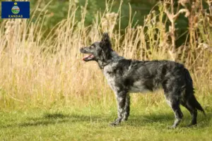 Read more about the article Mudi breeders and puppies in Kansas
