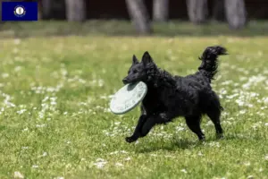 Read more about the article Mudi breeders and puppies in Kentucky