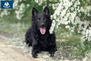 Read more about the article Mudi breeders and puppies in Louisiana