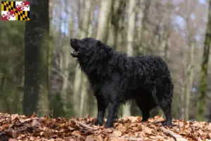 Read more about the article Mudi breeders and puppies in Maryland