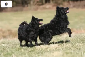 Read more about the article Mudi breeders and puppies in Massachusetts