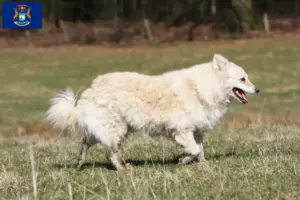 Read more about the article Mudi breeders and puppies in Michigan