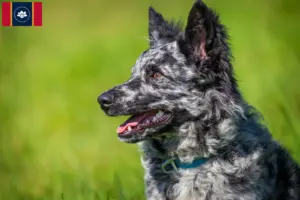 Read more about the article Mudi breeders and puppies in Mississippi