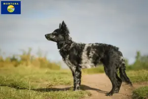 Read more about the article Mudi breeders and puppies in Montana