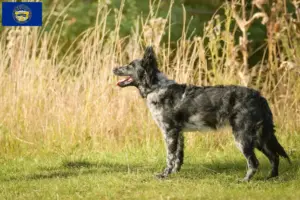 Read more about the article Mudi breeders and puppies in Nebraska