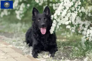 Read more about the article Mudi breeders and puppies in New Hampshire