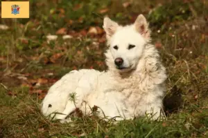 Read more about the article Mudi breeders and puppies in New Jersey