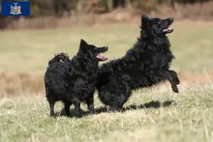 Read more about the article Mudi breeders and puppies in New York