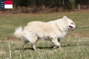 Read more about the article Mudi breeders and puppies in North Carolina