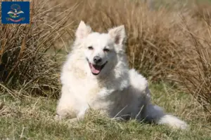 Read more about the article Mudi breeders and puppies in North Dakota