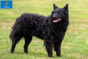 Read more about the article Mudi breeders and puppies in Oklahoma