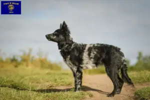 Read more about the article Mudi breeders and puppies in Oregon
