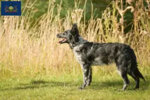 Read more about the article Mudi breeders and puppies in Pennsylvania
