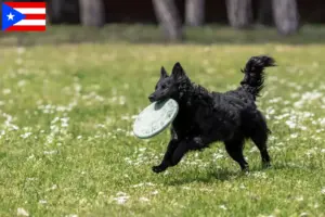 Read more about the article Mudi breeders and puppies in Puerto Rico