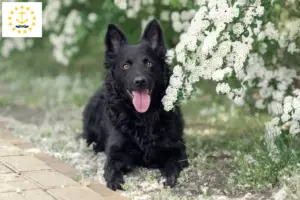Read more about the article Mudi breeders and puppies in Rhode Island
