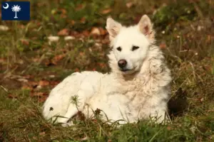 Read more about the article Mudi breeders and puppies in South Carolina
