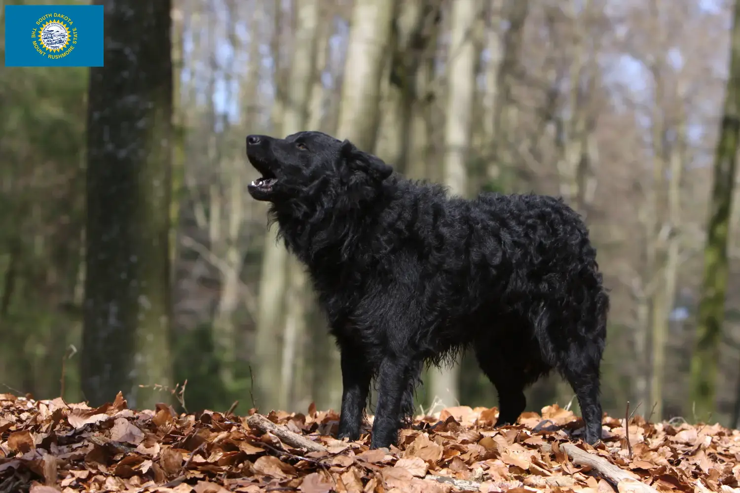 Read more about the article Mudi breeders and puppies in South Dakota