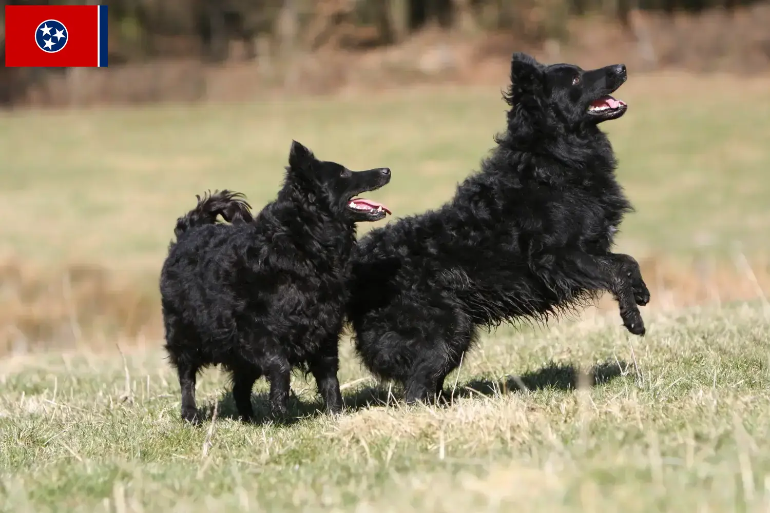 Read more about the article Mudi breeders and puppies in Tennessee
