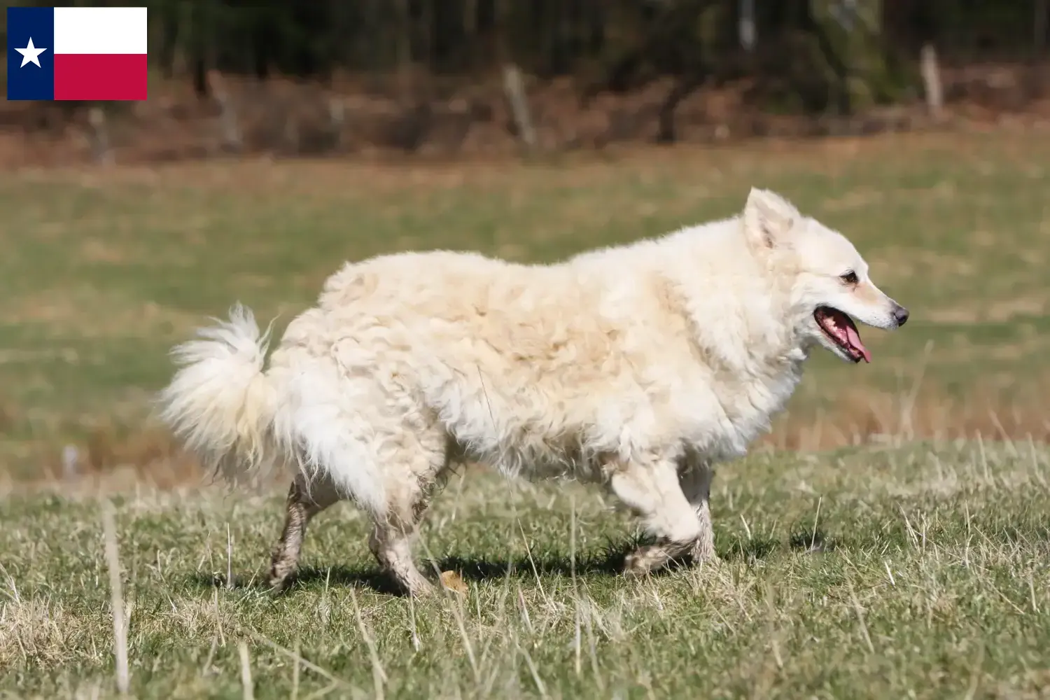 Read more about the article Mudi breeders and puppies in Texas