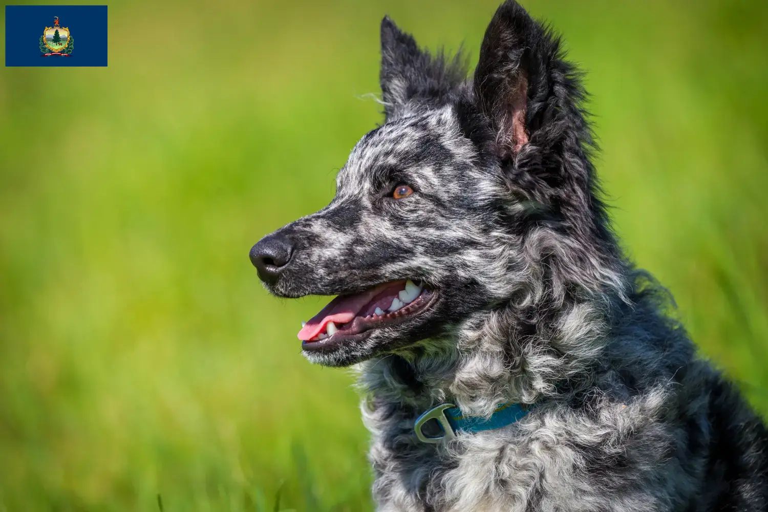 Read more about the article Mudi breeders and puppies in Vermont