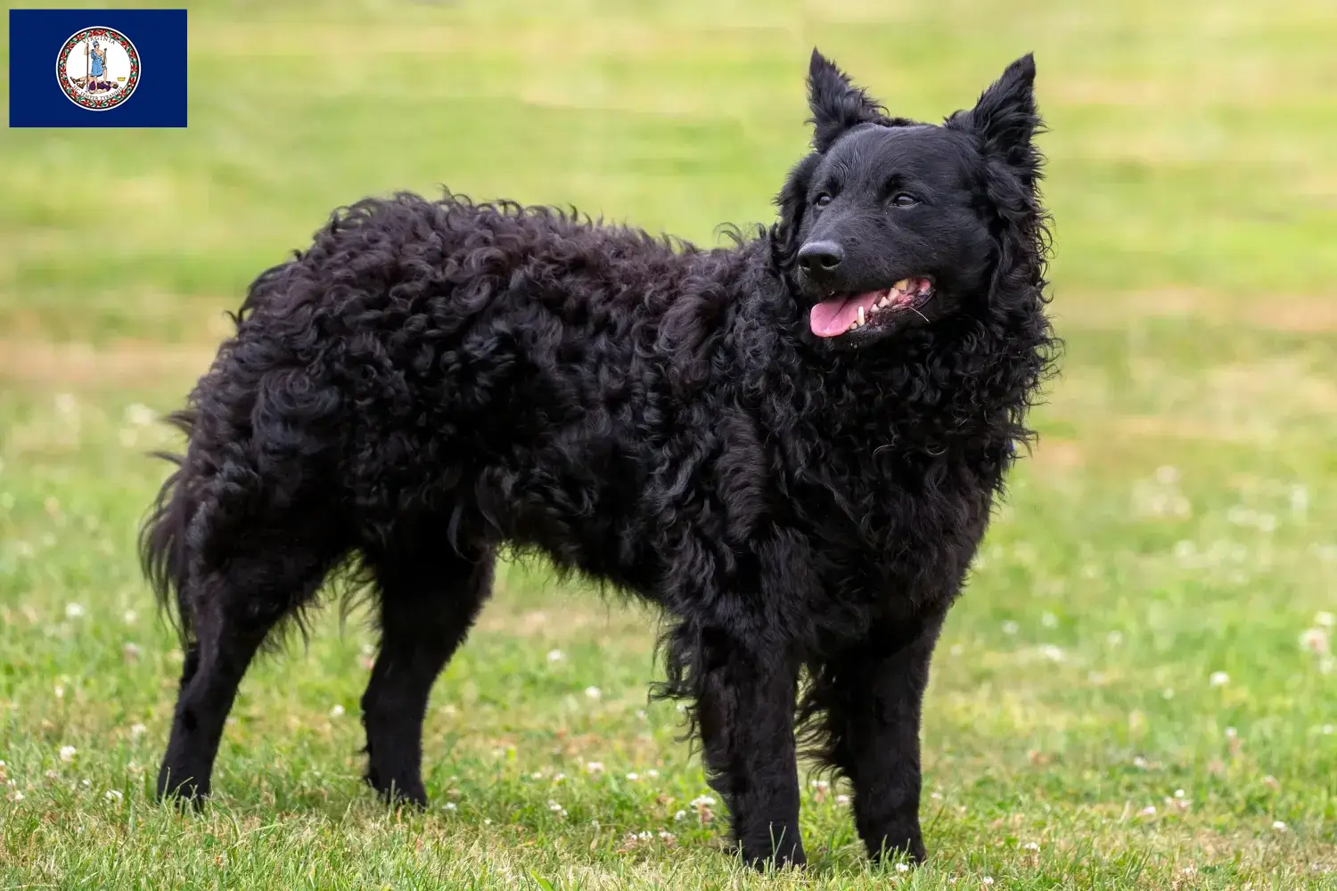 Read more about the article Mudi breeders and puppies in Virginia
