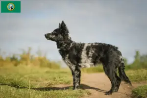 Read more about the article Mudi breeders and puppies in Washington