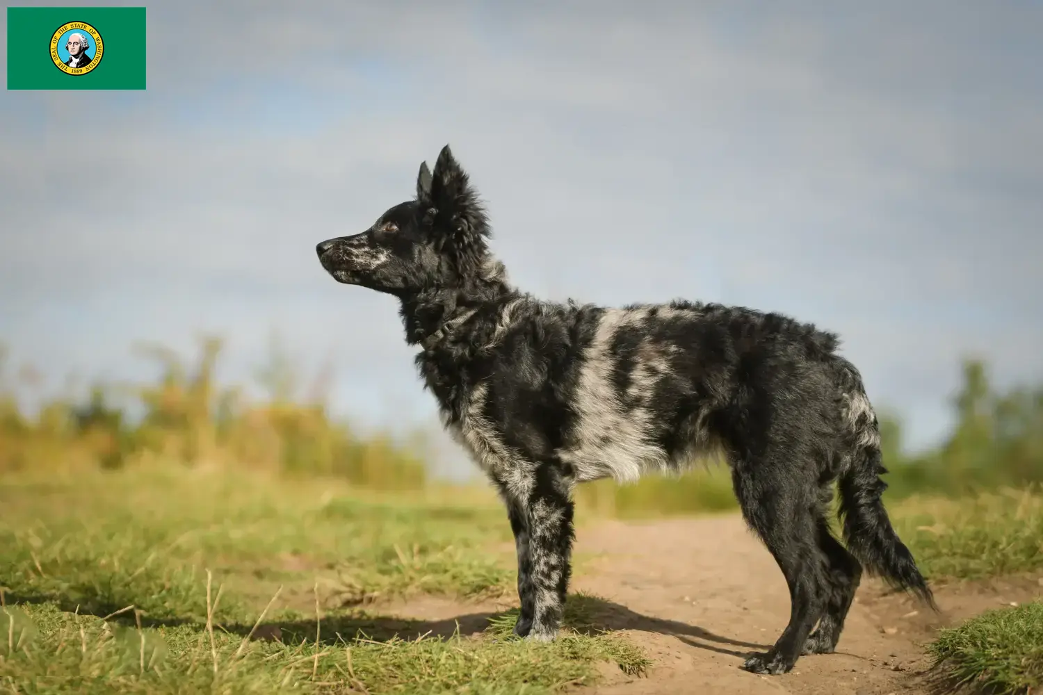 Read more about the article Mudi breeders and puppies in Washington