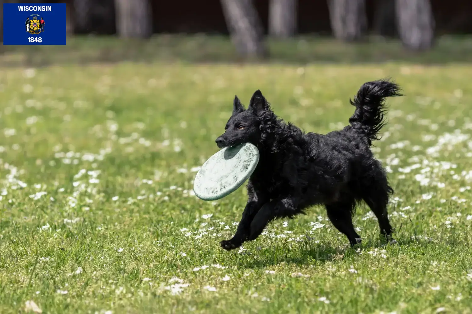 Read more about the article Mudi breeders and puppies in Wisconsin