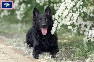 Read more about the article Mudi breeders and puppies in Wyoming