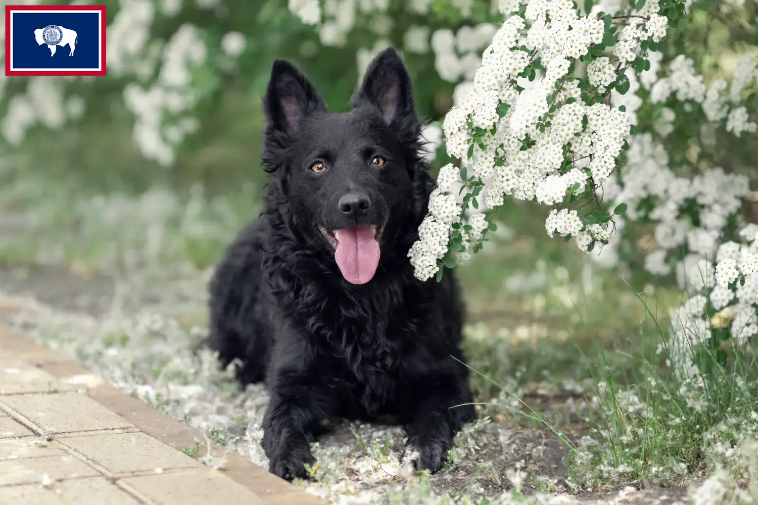 Read more about the article Mudi breeders and puppies in Wyoming