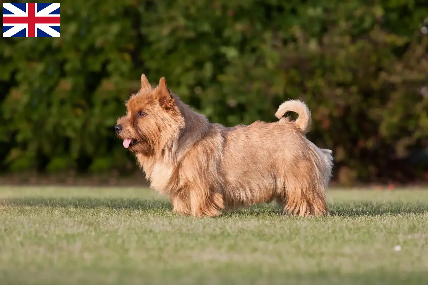 Read more about the article Norwich Terrier breeders and puppies in Great Britain