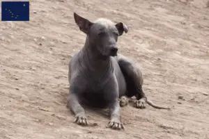 Read more about the article Peruvian Hairless Dog Breeder and Puppies in Alaska