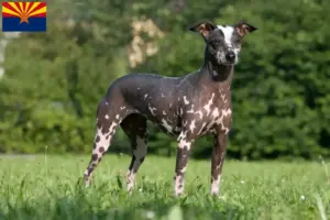 Read more about the article Peruvian Hairless Dog Breeder and Puppies in Arizona