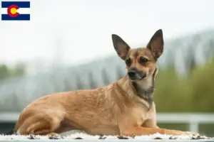 Read more about the article Peruvian Hairless Dog Breeder and Puppies in Colorado