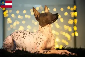 Read more about the article Peruvian Hairless Dog Breeder and Puppies in Georgia