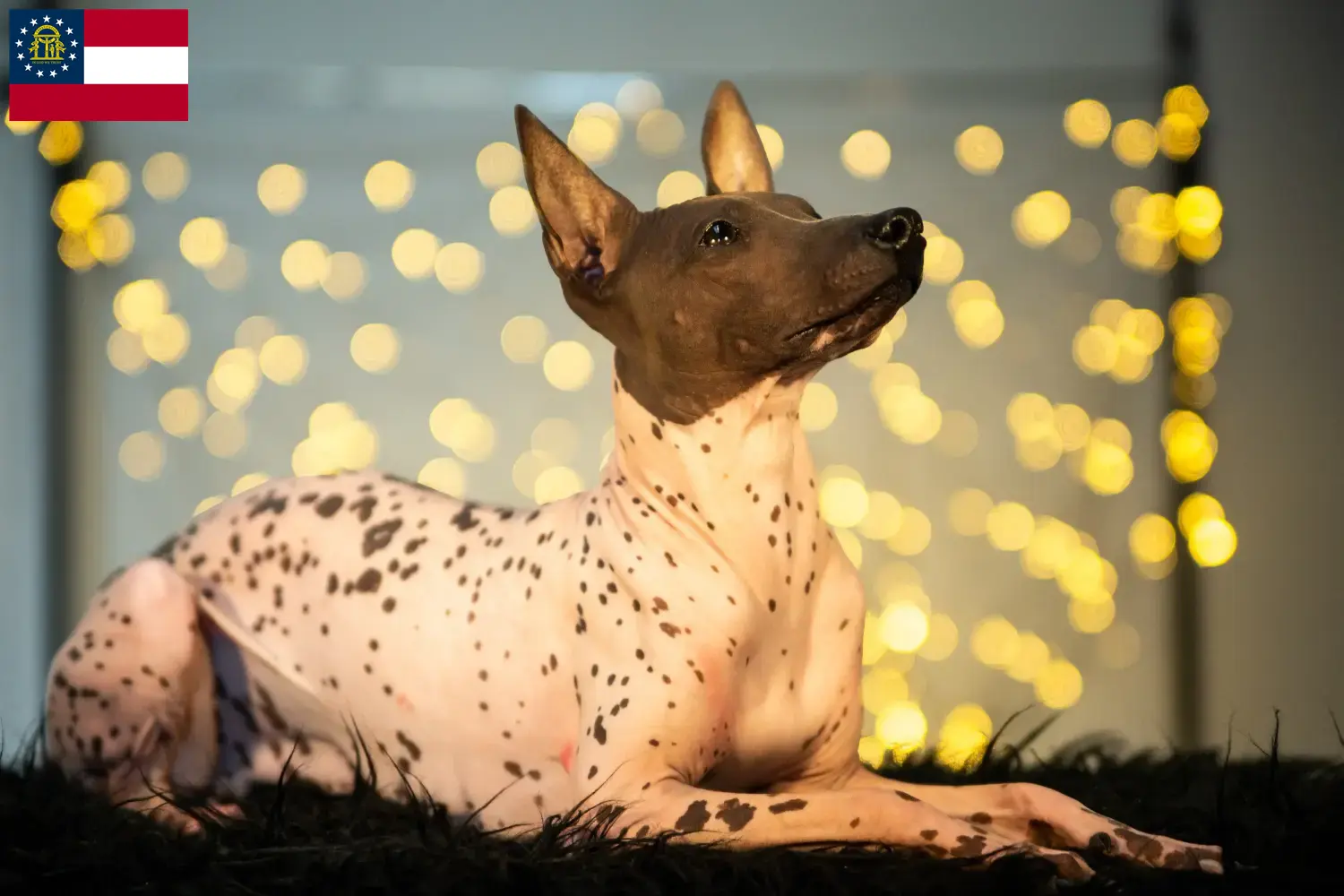Peruvian Hairless Dog Puppies and Breeder Georgia Find Peruvian Hairless Dog breeders in Georgia.