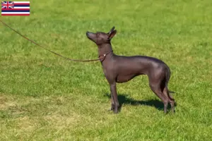 Read more about the article Peruvian Hairless Dog Breeder and Puppies in Hawaii
